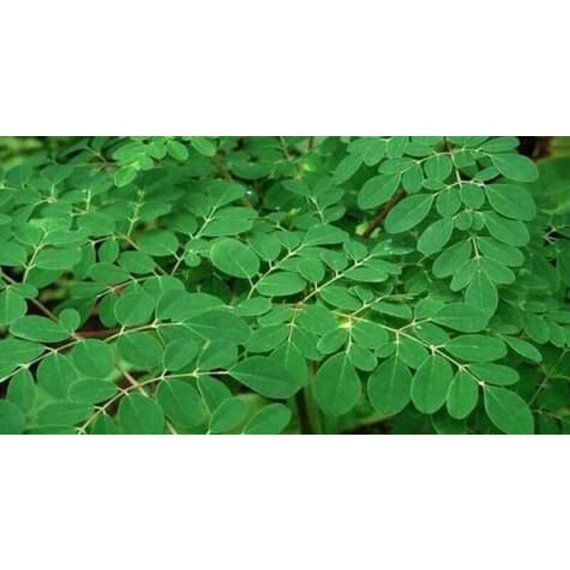 

daun kelor segar fres per 250gram