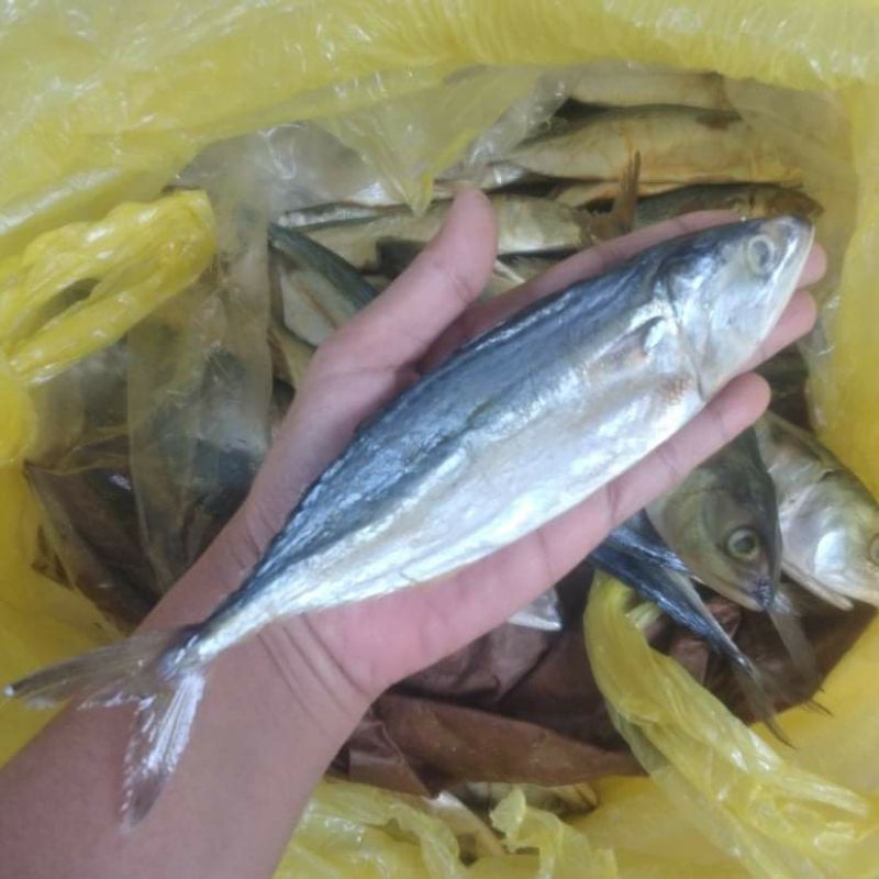 IKAN ASIN SUPER | IKAN PEDA BESAR | IWAK PEDO | Geger ireng