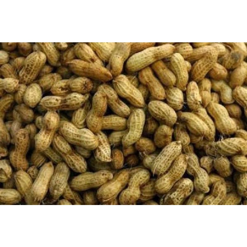 

Kacang tanah basah 500gr Cocok untuk di rebus