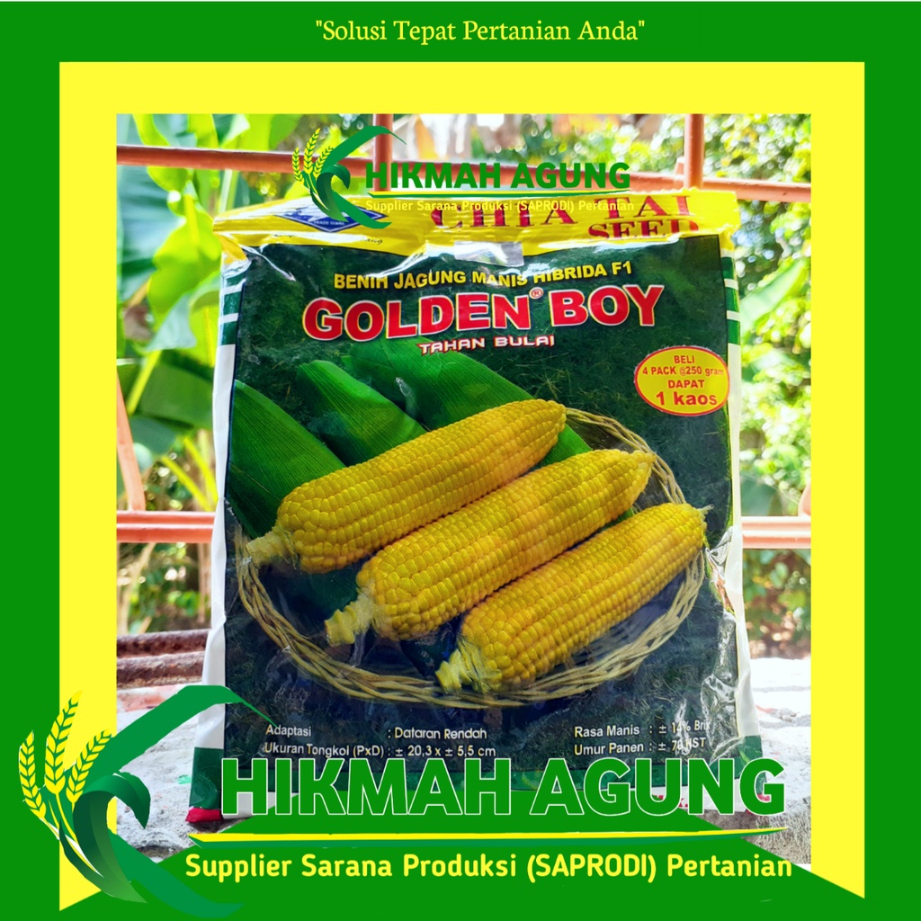 

Benih Jagung Manis Hibrida F1 GOLDEN BOY 250 gram Cap Kapal Terbang
