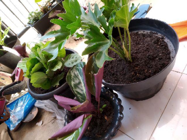 Tanaman Hias Spesial Paket Calathea - Kalatea Silverplat,gr.lipstik,ornata,makoyana