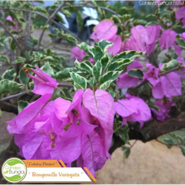 Bunga Bougenville Variegata Ungu - Bunga Bougenville Ungu