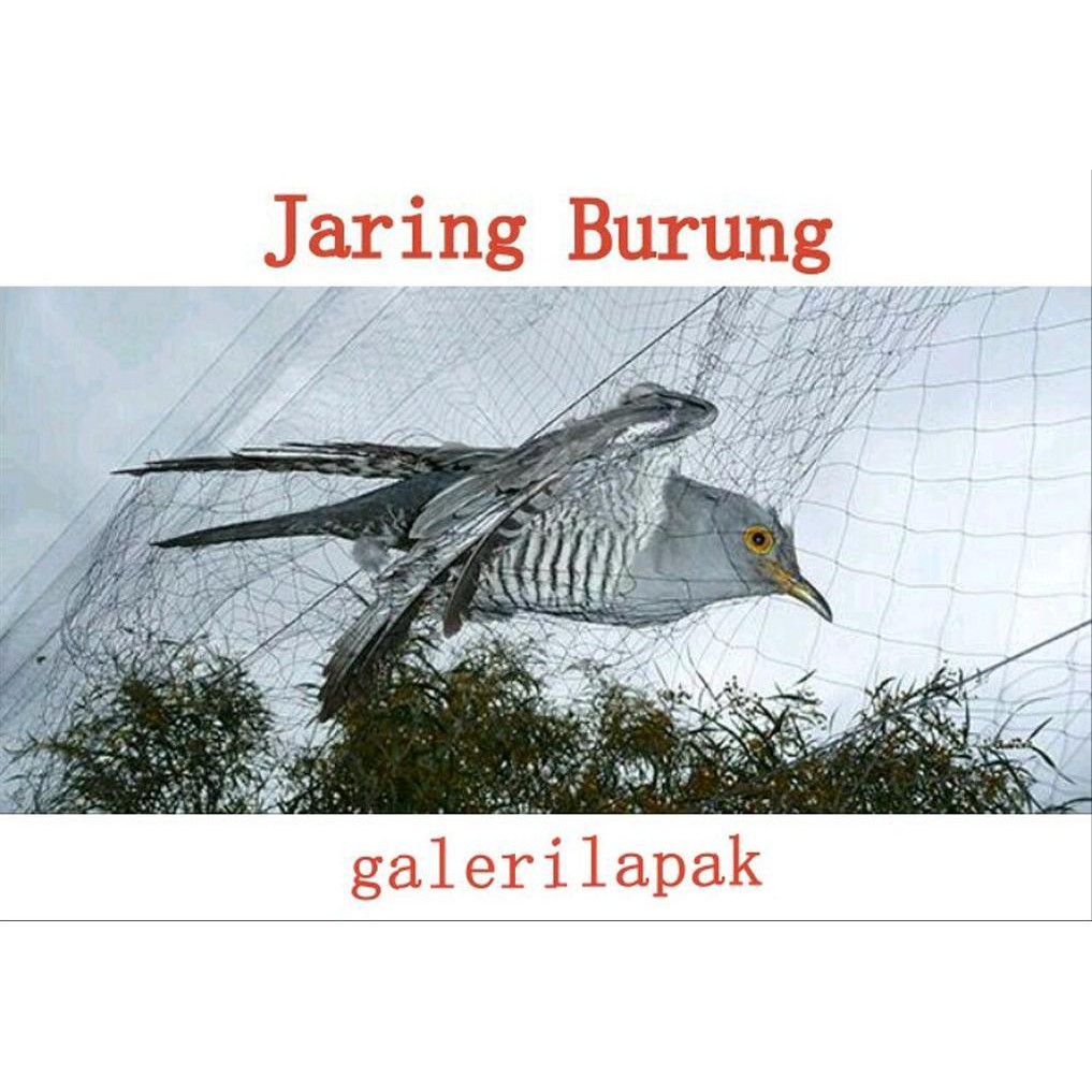 Jaring Burung Ciblek Emprit Kutilang Cendet Tekukur Nilon Langsung