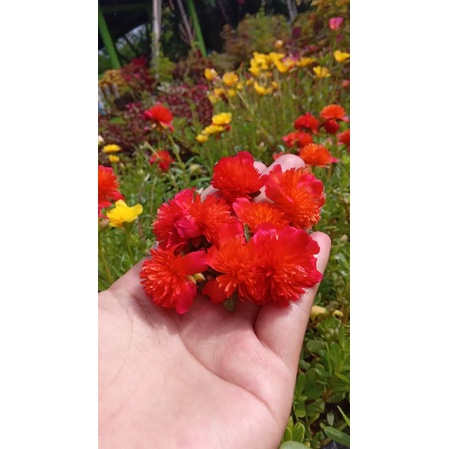 jambul summerstar/krokot murah/bunga kekinian