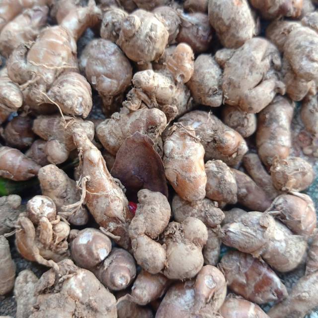 

Kencur - Cikur 100 gram