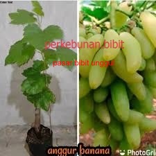 Bibit Anggur Import Banana Hasil Grafting Bibit Buah Anggur Banana Import Asli