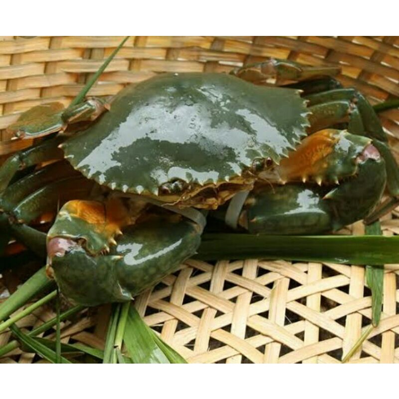 

Kepiting jantan super