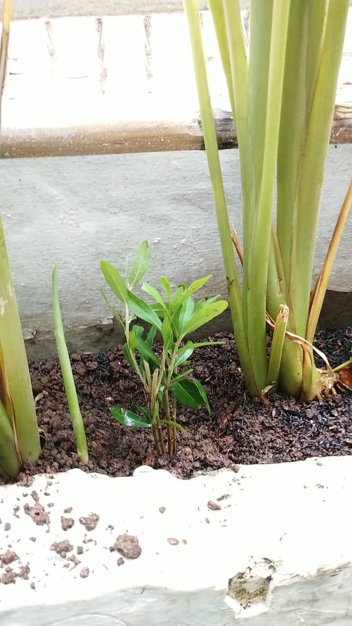 Pohon Lee Kwan Yew / Likuanyu Perbatang