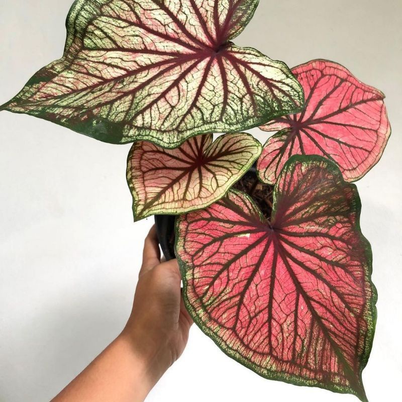 Tanaman hias caladium keladi srikandi