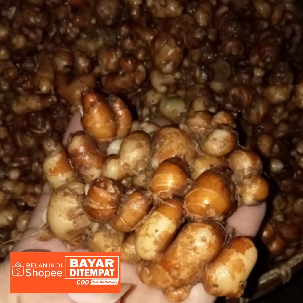 

KENCUR SEGAR 1 KG/ Cikur Fresh Murah /PROMO TER MURAH