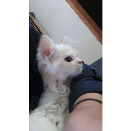 

mutia