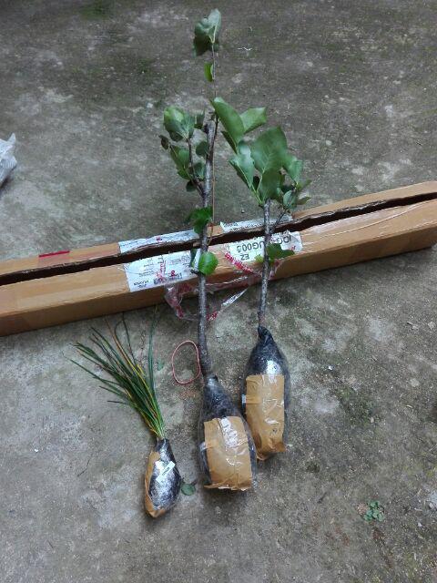 Bibit Buah Pear Pir Hijau Asia