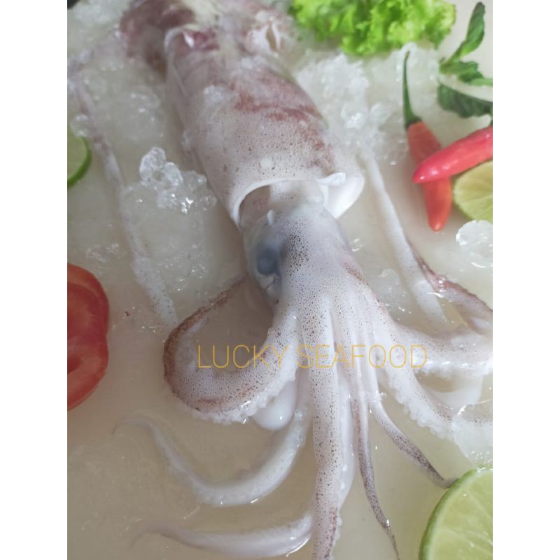 

Cumi fresh