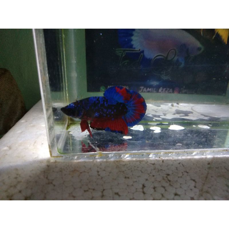 Ikan hias cupang#avatar/gordon/koi/multicolour/plakat