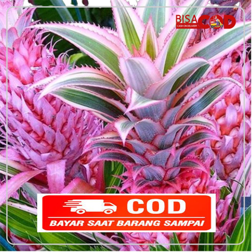 

Buah Segar Nanas Merah Asli hutan 300 gram
