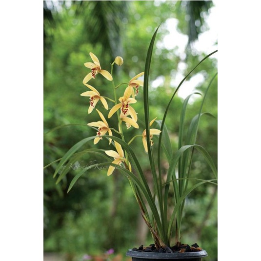 anggrek cymbidium ENSIFOLIUM