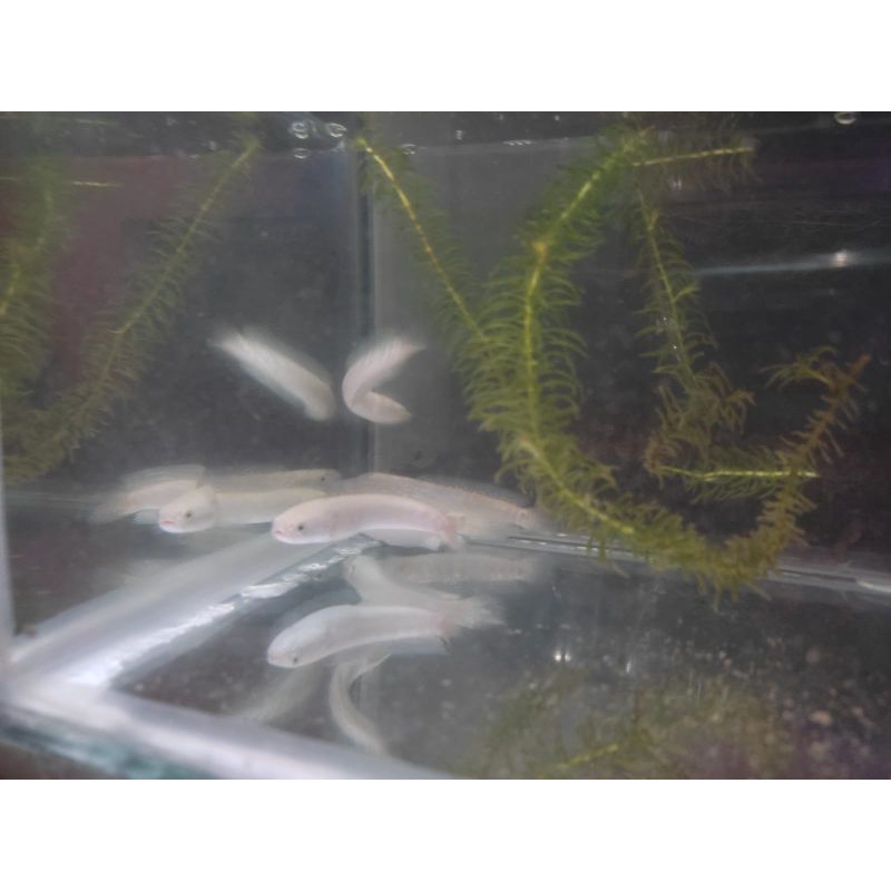 Ikan channa asiatica RS 8 - 9 cm