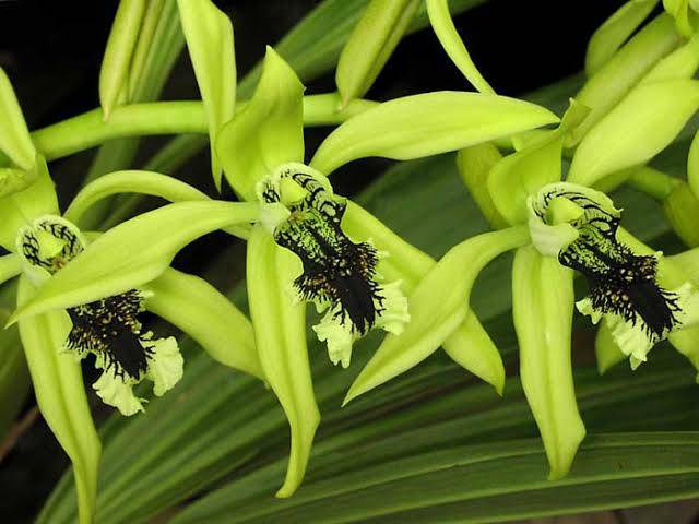 Coelogyne Pandurata/ Anggrek Hitam