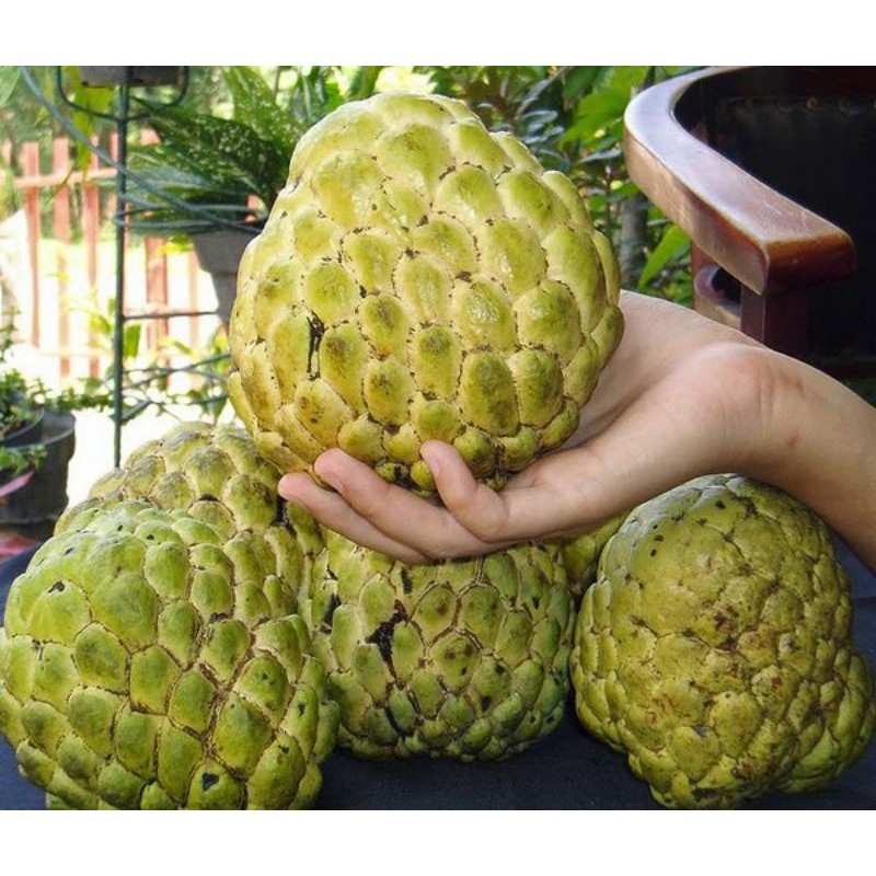 Bibit Srikaya Jumbo Tanpa Biji