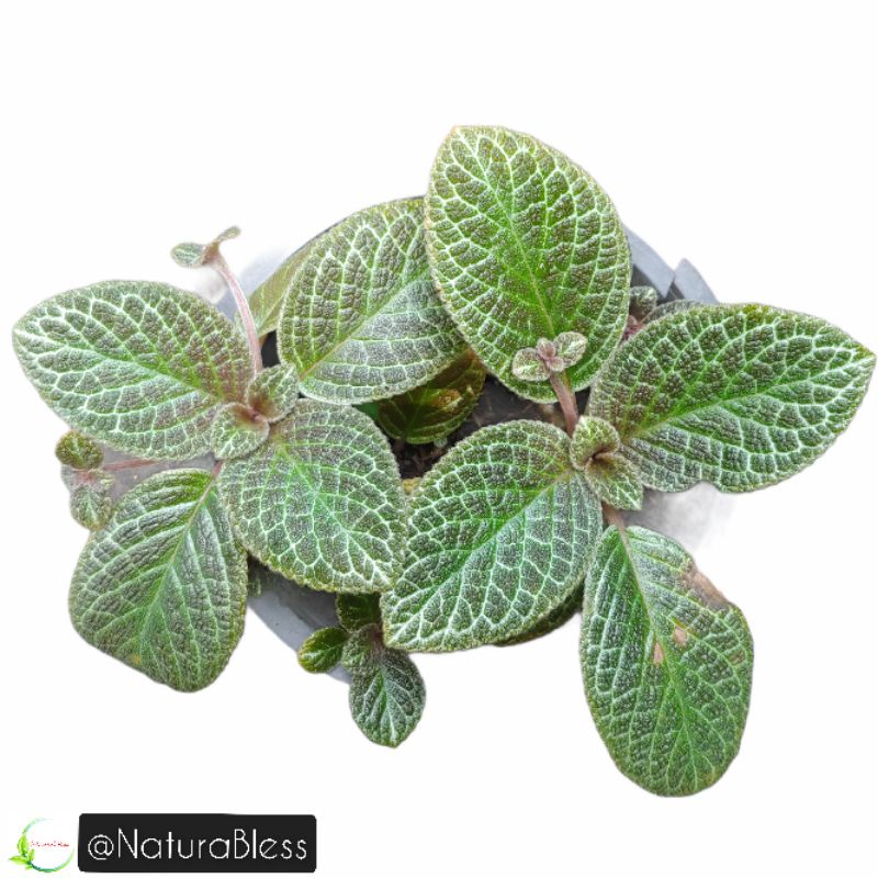 Episcia Karlyn / Episcia Carlyn