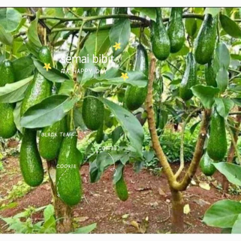 alpukat Subang kelud