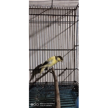 kenari f1 sf/scotfancy