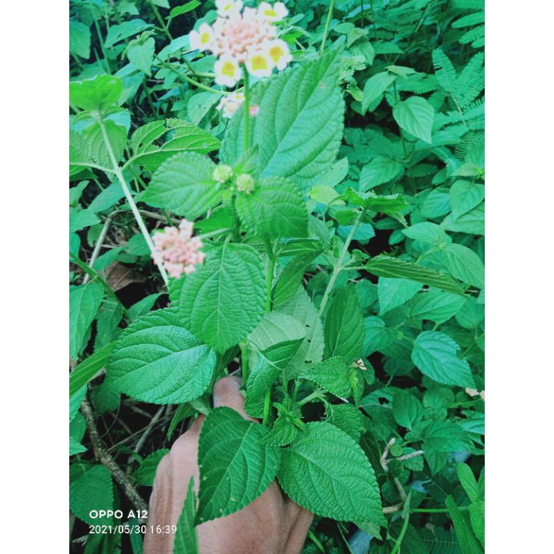 

jual daun tembelekan segar 1 kg