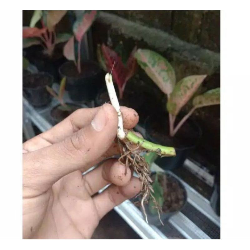 bibit asli bonggol janda bolong varigata