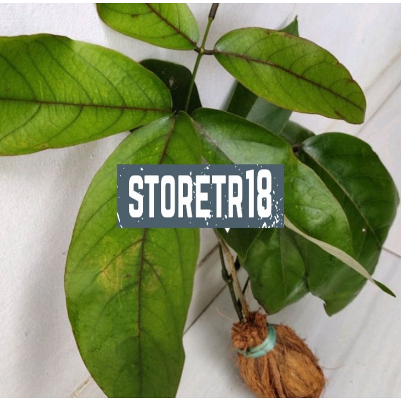 Bibit Akar Tuba Bibit Tuba Super Siap Tanam