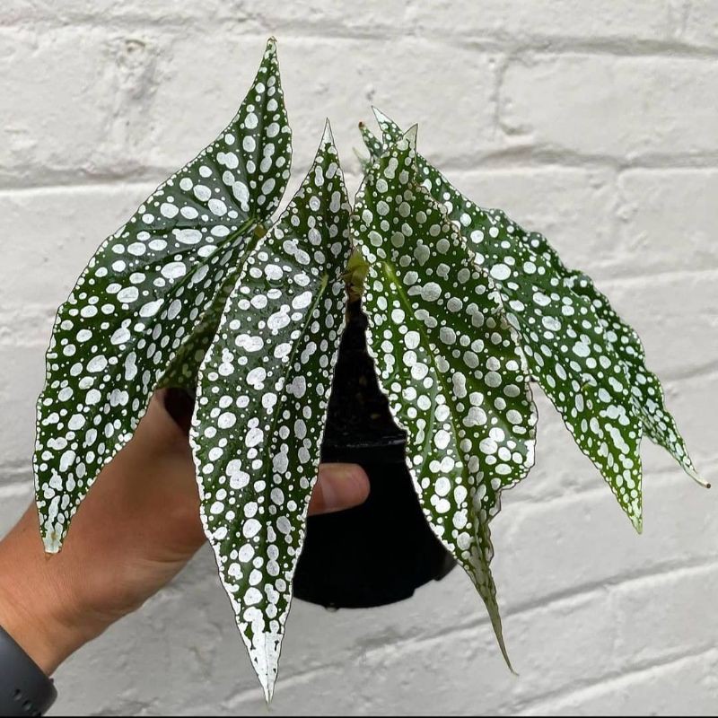 Tanaman Hias Begonia White Ice-Begonia Polkadot putih