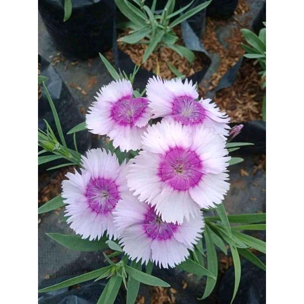 Tanaman hias anyelir/diantus putih ungu