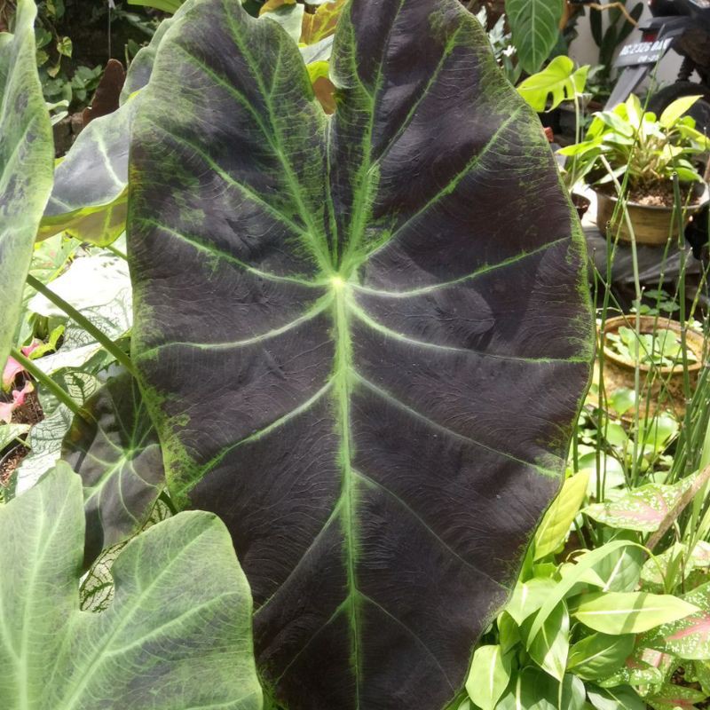 colocasia black beauty/black magic/ilustries