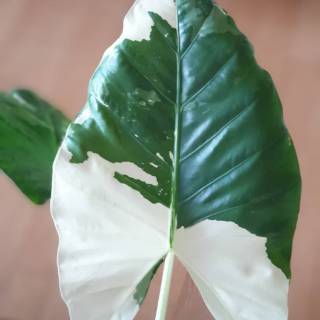 Tanaman hias  alocasia varigata lompong  putih Shopee 