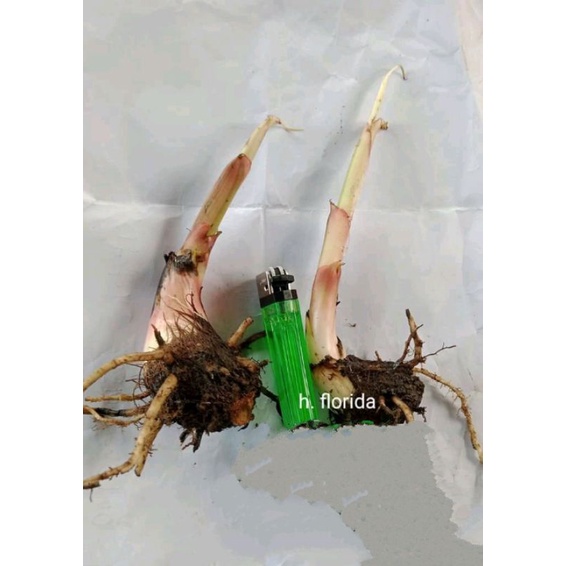 Bonggol Pisang Variegata Florida