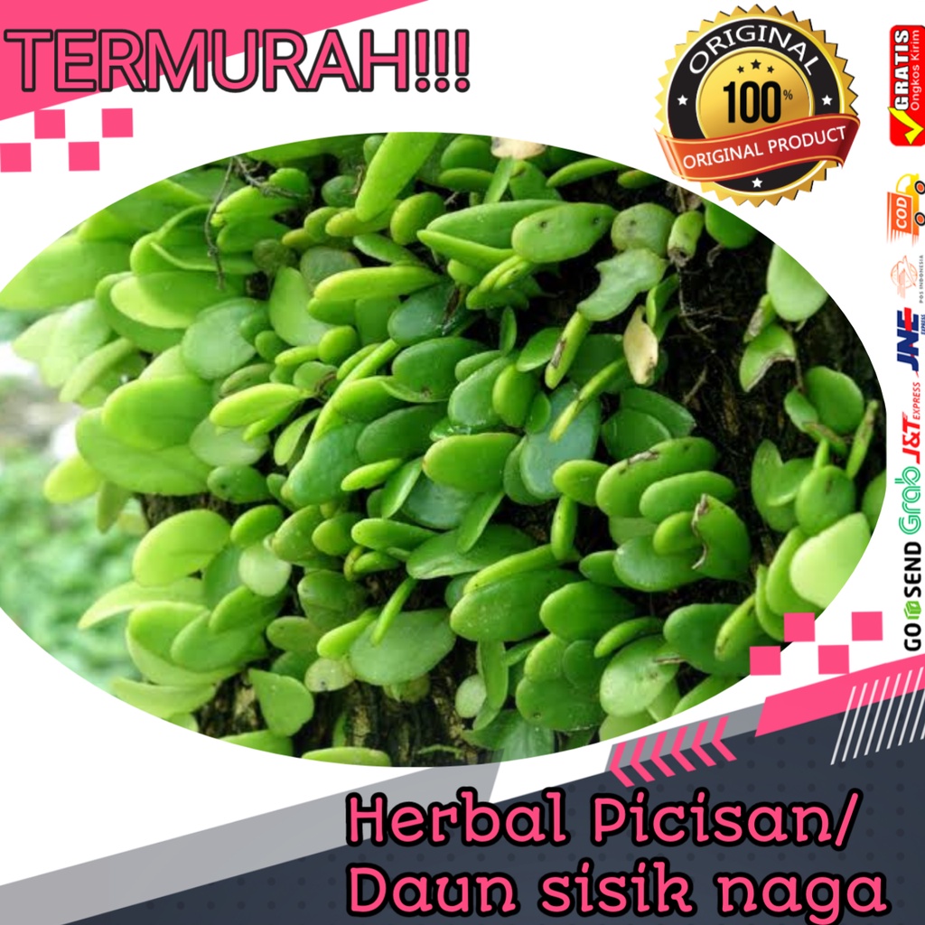 

Herbal daun picisan daun sisik naga fresh box 50gram