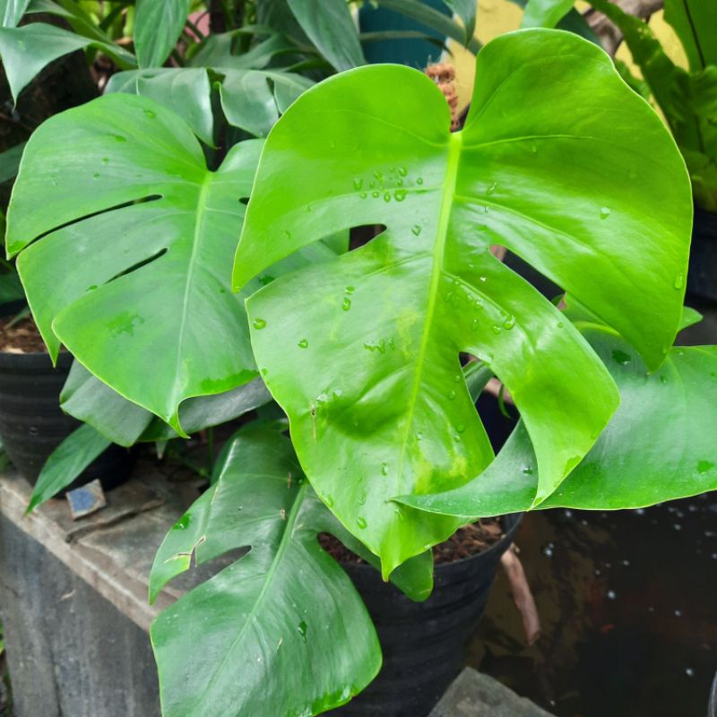 Monstera Borsigiana