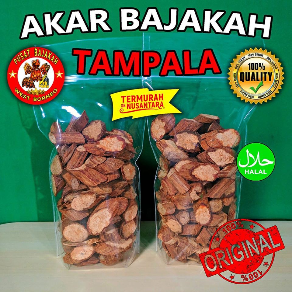 

Akar Bajakah Tampala Asli Kalimantan Termurah 500gr