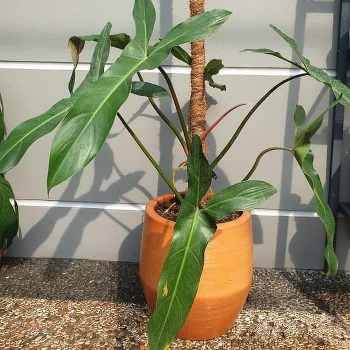 TANAMAN HIAS PHILODENDRON MAXICANUM TANAMAN BUNGA PHILO CANTIK TANAMAN MURAH