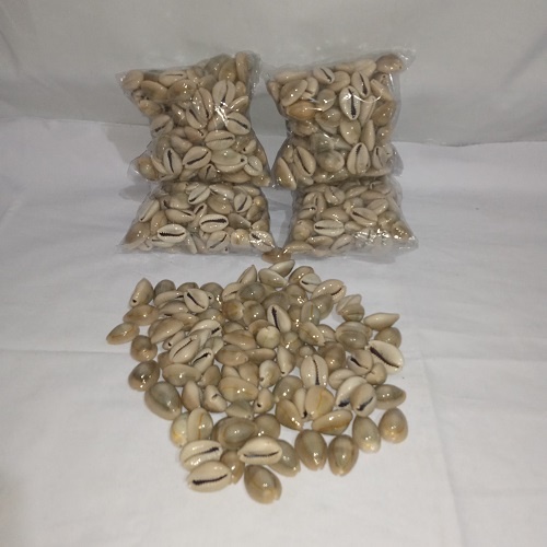 Kewul Biji Congklak Biji Dakon dari Kerang Asli Panjang 1,5 - 2 cm Uk. Sedang Dijual Perbungkus isi 50, 100, 150 dan 200 pcs.