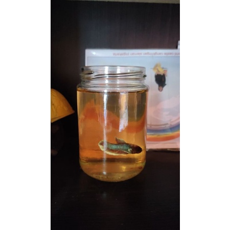 Toples kaca cupang Akuarium mini tempat ikan hias, ikan cupang, dll