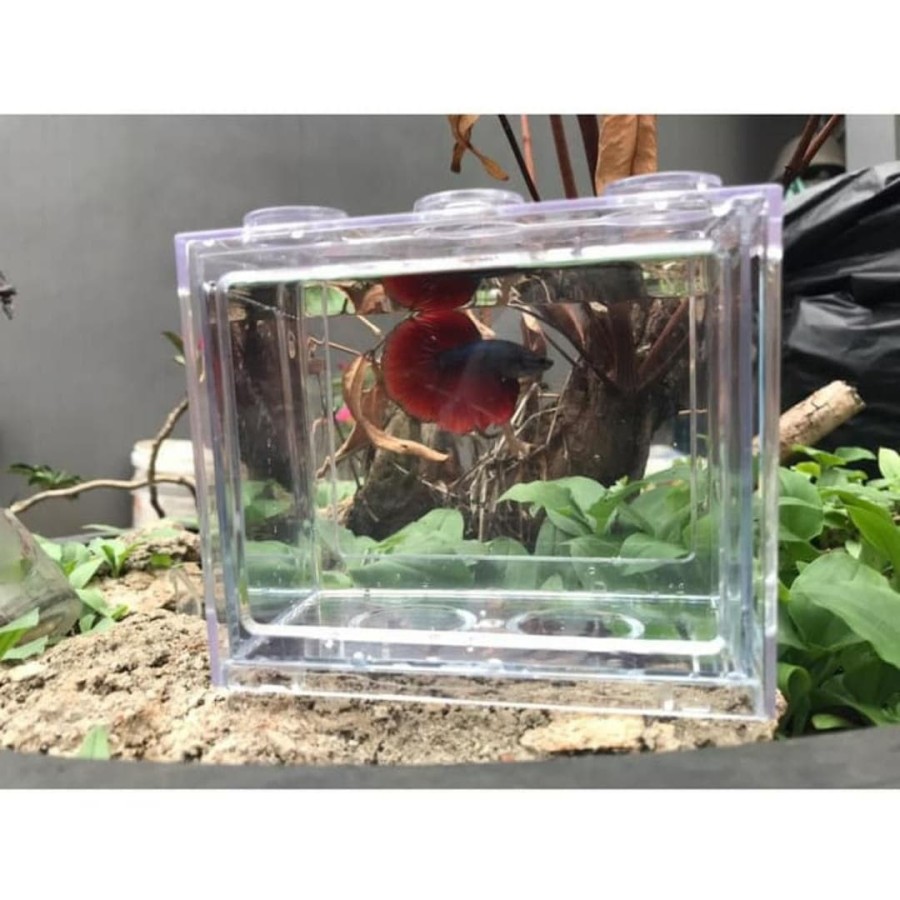 Akuarium Ikan Cupang Akrilik Mi08 Aquarium Mini Acrylic Mi-08