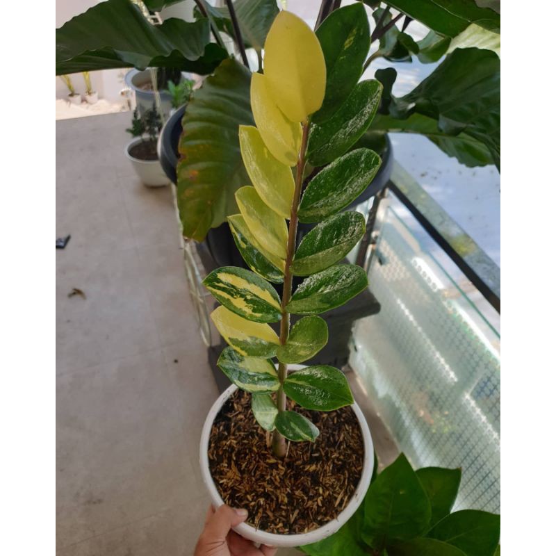 Tanaman Hias Zamia kulkas Varigata / zamia culcas variegata