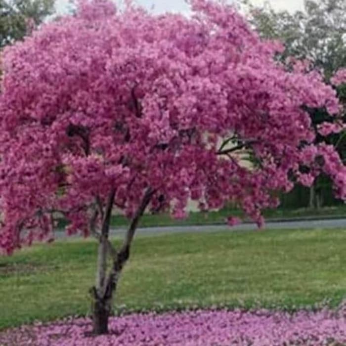 Bibit tanaman hias tabebuya bunga pink - pohon tabebuya bunga sakura