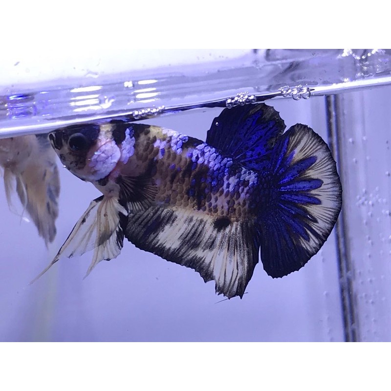 ikan cupang yellow galaxy masking startail galaxy