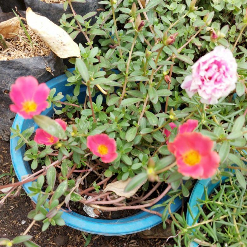 krokot bunga murah promo