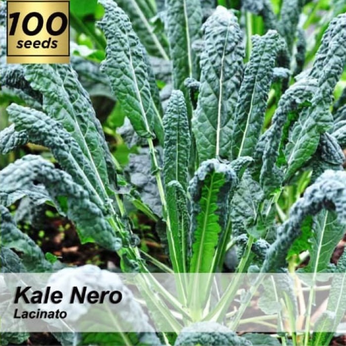 Benih Kale Nero / Biji Lacinato Kale Nero / Bibit Kale Nero / Kale Nero Lacinato