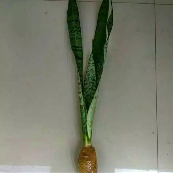 Paket 3 Tanaman Hias Pembersih Udara Sansivera Moonshine-Superball-Kng