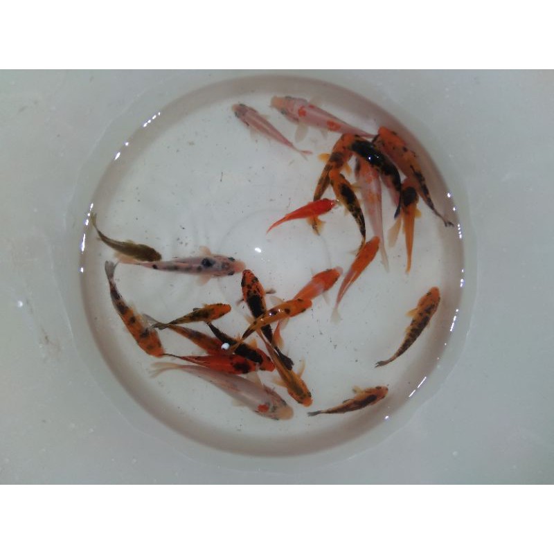 Bibit ikan mas campur koi unggul