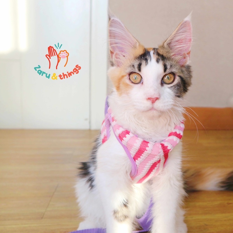 Tali Kucing Harness Kucing, Tali Anjing Harness Anjing Tali Kucing untuk jalan-jalan