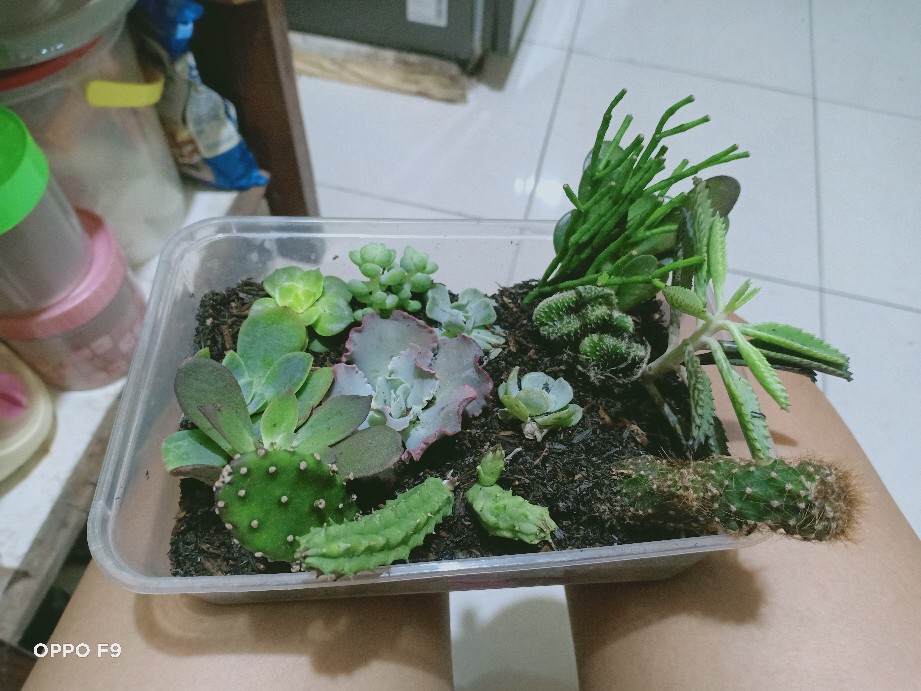 Sekulen Mini Isi 12 Pot